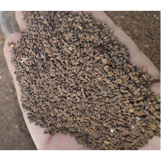 Faselya Tohumu (Arı Otu)