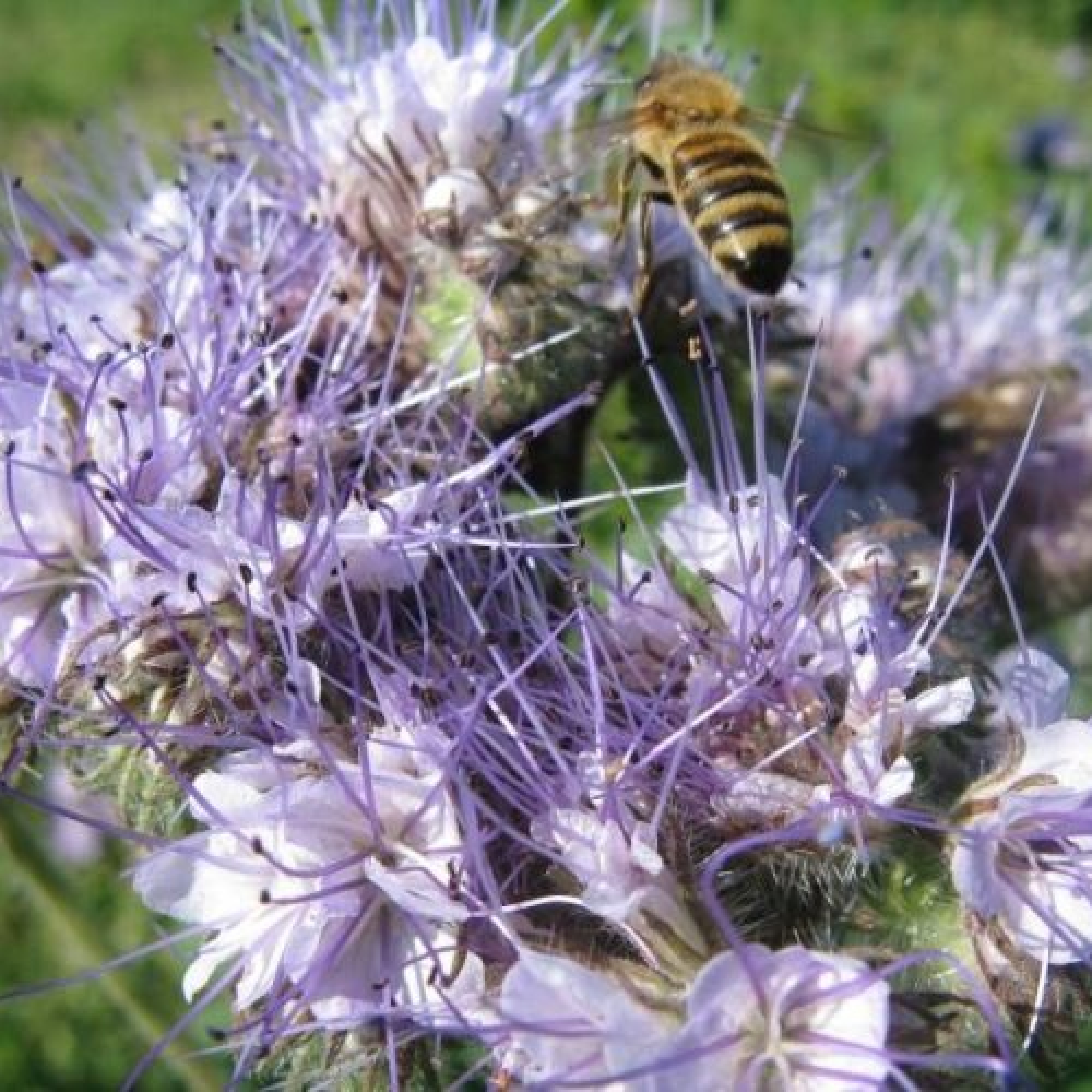 Faselya Tohumu (Arı Otu 1 kg.)