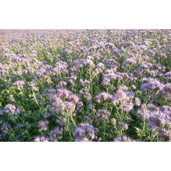 Faselya Tohumu (Arı Otu)